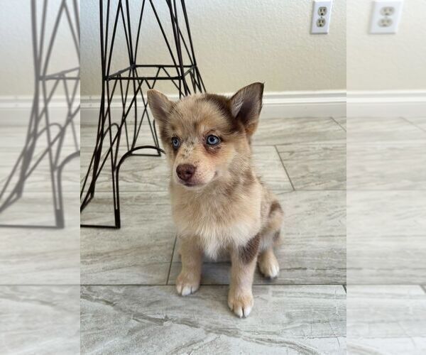 Medium Photo #7 Pomsky Puppy For Sale in PORTERVILLE, CA, USA