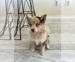 Small #6 Pomsky