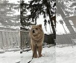 Small Photo #2 Chow Chow Puppy For Sale in Prescott, Ontario, Canada