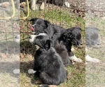 Small Photo #8 Border Collie Puppy For Sale in NEW WINDSOR, MD, USA