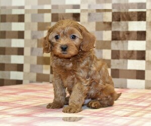 Cavapoo (Miniature) Puppy for sale in DENVER, PA, USA
