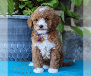 Cavapoo Puppy for sale in EAST EARL, PA, USA