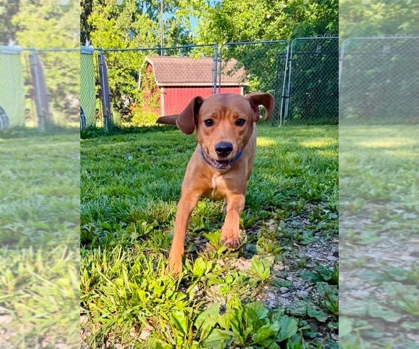 Medium Photo #3 Mutt Puppy For Sale in Germantown, OH, USA