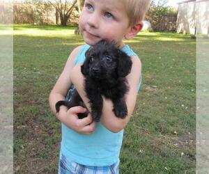 Doxle-Poodle (Toy) Mix Puppy for sale in LE MARS, IA, USA