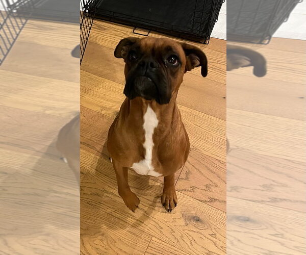 Medium Photo #3 Boxer Puppy For Sale in Burnsville, MN, USA