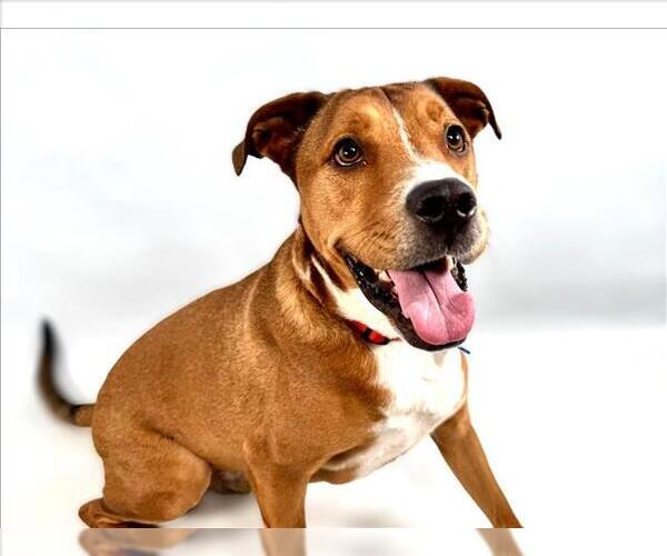 Medium Photo #2 Rottweiler-Staffordshire Bull Terrier Mix Puppy For Sale in Fort Collins, CO, USA