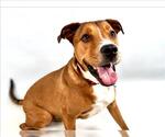 Small #1 Rottweiler-Staffordshire Bull Terrier Mix