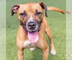 Boxer-Unknown Mix Dogs for adoption in Hilton Head, SC, USA