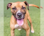 Small Boxer Mix