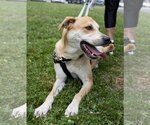 Small #8 Labrador Retriever Mix