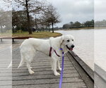 Small #7 Great Pyrenees
