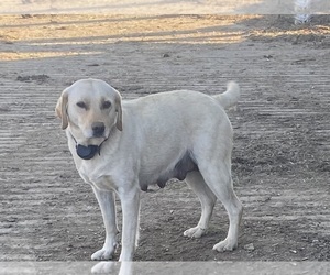 Father of the Labrador Retriever puppies born on 05/07/2025