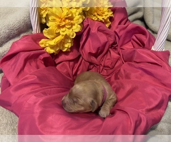 Medium Photo #3 Golden Retriever Puppy For Sale in LEBANON, MO, USA