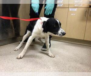 Medium Border Collie Mix