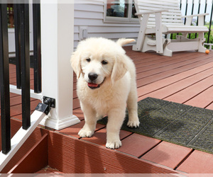 English Cream Golden Retriever Puppy for sale in SYRACUSE, IN, USA