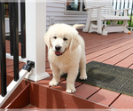 Image preview for Ad Listing. Nickname: Zachary