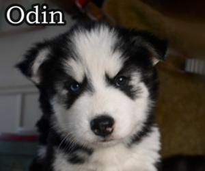 Siberian Husky Puppy for sale in MURPHY, NC, USA