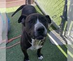Small American Pit Bull Terrier