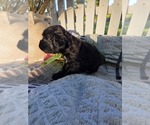 Small #5 Cocker Spaniel-English Springer Spaniel Mix