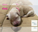 Small Photo #2 Golden Retriever Puppy For Sale in LITHIA, FL, USA