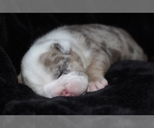 Bulldog Puppy for Sale in SAN JOSE, California USA