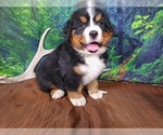 Small Photo #5 Bernese Mountain Dog Puppy For Sale in PEYTON, CO, USA