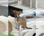 Small Jack Chi