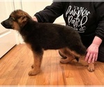 Small Photo #1 German Shepherd Dog Puppy For Sale in COLUMBIA, KY, USA
