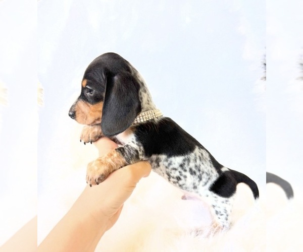 Medium Photo #1 Dachshund Puppy For Sale in DAVIS, CA, USA