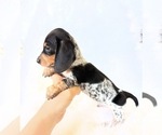 Image preview for Ad Listing. Nickname: AKC Pepper