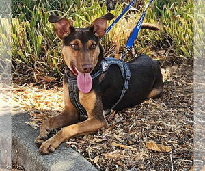 Doberman Pinscher-Unknown Mix Dogs for adoption in Yuba City, CA, USA