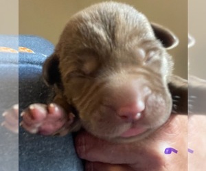 Labrador Retriever Puppy for sale in OSYKA, MS, USA