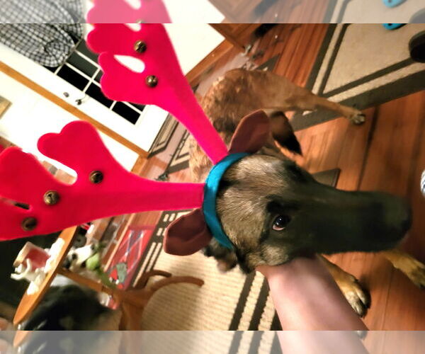 Medium Photo #8 Mutt Puppy For Sale in Stevens Point, WI, USA