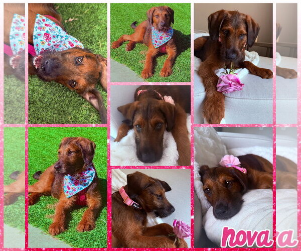 Medium Photo #1 Labradoodle Puppy For Sale in Blacksburg, SC, USA