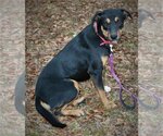 Small Photo #3 Greater Swiss Mountain Dog-Labrador Retriever Mix Puppy For Sale in Attalka, AL, USA