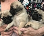 Small Photo #3 Pug Puppy For Sale in MANTECA, CA, USA