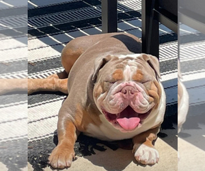 Mother of the Bulldog puppies born on 04/10/2025