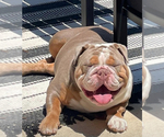 Small Photo #1 Bulldog Puppy For Sale in MANSFIELD, TX, USA