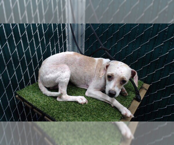 Medium Photo #1 Beagle-Unknown Mix Puppy For Sale in Downey, CA, USA