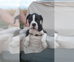 Small Photo #3 Boxer Puppy For Sale in DILLSBORO, IN, USA