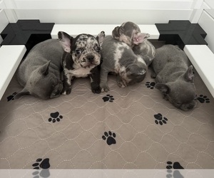 French Bulldog Puppy for Sale in LEESBURG, Georgia USA