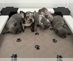 Small Photo #1 French Bulldog Puppy For Sale in LEESBURG, GA, USA