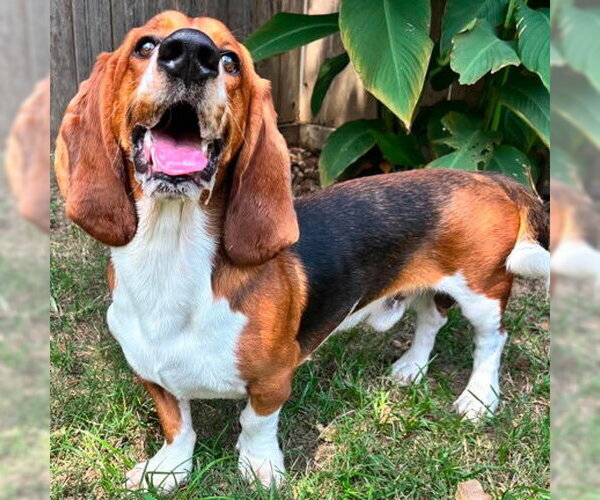 Medium Photo #1 Basset Hound Puppy For Sale in Deepwater, NJ, USA