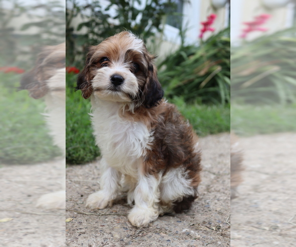 Medium Photo #3 Cavapoo Puppy For Sale in WEST SALEM, OH, USA