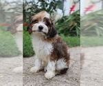 Small #2 Cavapoo