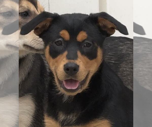 Medium Photo #2 Mutt Puppy For Sale in La Verne, CA, USA