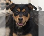 Small #1 Mutt