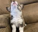 Small #9 Pembroke Welsh Corgi