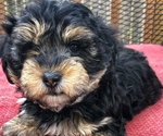 Small Photo #3 Poodle (Toy)-Yorkshire Terrier Mix Puppy For Sale in GEORGETOWN, TX, USA