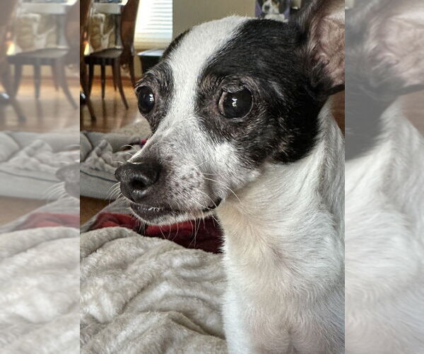 Medium Photo #4 Chihuahua Puppy For Sale in Mundelein, IL, USA